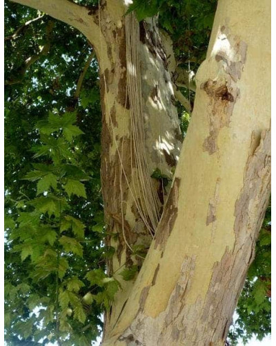 Платан кленолистий | Платан клёнолистный | Platanus x hispanica Acerifolia