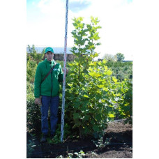 Платан кленолистий | Платан клёнолистный | Platanus x hispanica Acerifolia