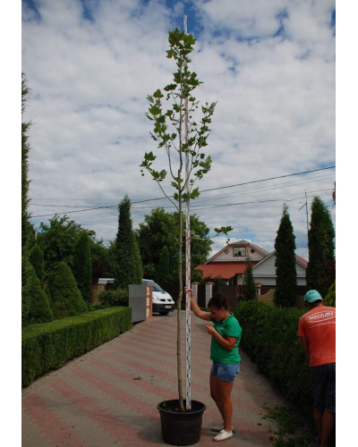 Платан кленолистий | Платан клёнолистный | Platanus x hispanica Acerifolia