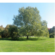 Платан кленолистий | Платан клёнолистный | Platanus x hispanica Acerifolia