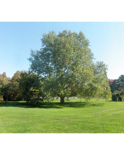 Платан кленолистий | Платан клёнолистный | Platanus x hispanica Acerifolia