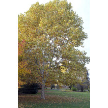 Платан кленолистий | Платан клёнолистный | Platanus x hispanica Acerifolia