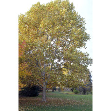 Платан кленолистий | Платан клёнолистный | Platanus x hispanica Acerifolia