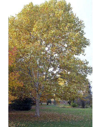 Платан кленолистий | Платан клёнолистный | Platanus x hispanica Acerifolia
