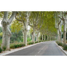 Платан кленолистий | Платан клёнолистный | Platanus x hispanica Acerifolia