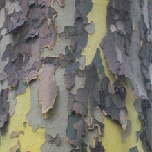 Платан кленолистий | Платан клёнолистный | Platanus x hispanica Acerifolia