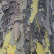 Платан кленолистий | Платан клёнолистный | Platanus x hispanica Acerifolia