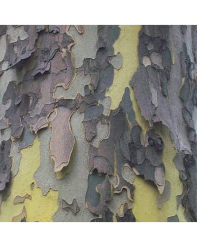 Платан кленолистий | Платан клёнолистный | Platanus x hispanica Acerifolia