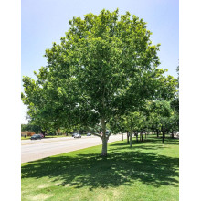 Платан кленолистий | Платан клёнолистный | Platanus x hispanica Acerifolia