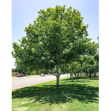 Платан кленолистий | Платан клёнолистный | Platanus x hispanica Acerifolia