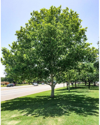 Платан кленолистий | Платан клёнолистный | Platanus x hispanica Acerifolia