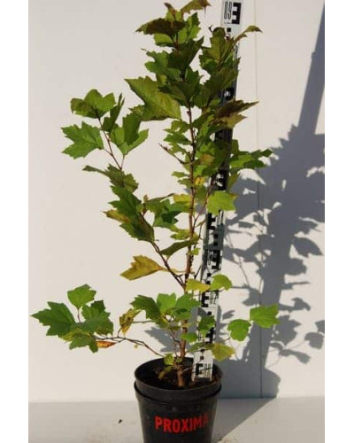 Платан кленолистий | Платан клёнолистный | Platanus x hispanica Acerifolia