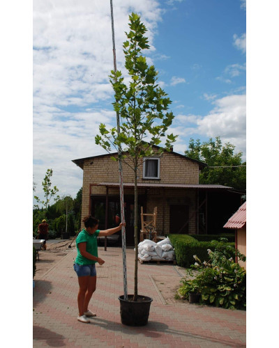 Платан кленолистий | Платан клёнолистный | Platanus x hispanica Acerifolia