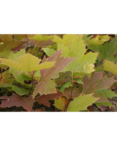 Платан кленолистий | Платан клёнолистный | Platanus x hispanica Acerifolia