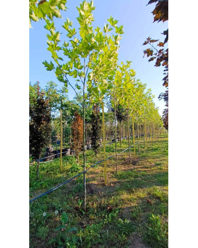 Платан кленолистий | Платан клёнолистный | Platanus x hispanica Acerifolia