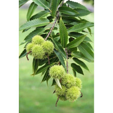 Каштан їстівний | Castanea sativa | Каштан посевной
