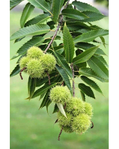 Каштан їстівний | Castanea sativa | Каштан посевной