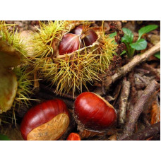 Каштан їстівний | Castanea sativa | Каштан посевной