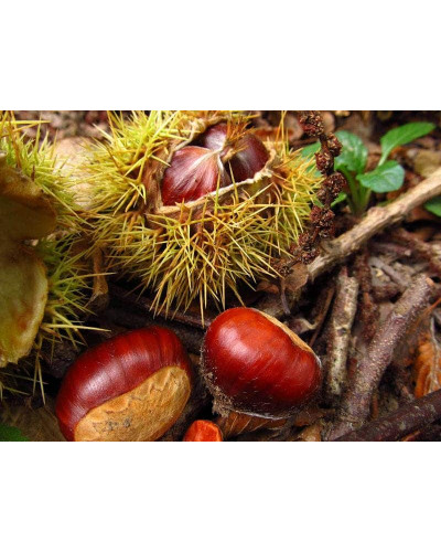 Каштан їстівний | Castanea sativa | Каштан посевной