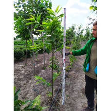 Каштан їстівний | Castanea sativa | Каштан посевной