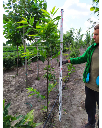 Каштан їстівний | Castanea sativa | Каштан посевной