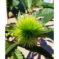 Каштан їстівний | Castanea sativa | Каштан посевной