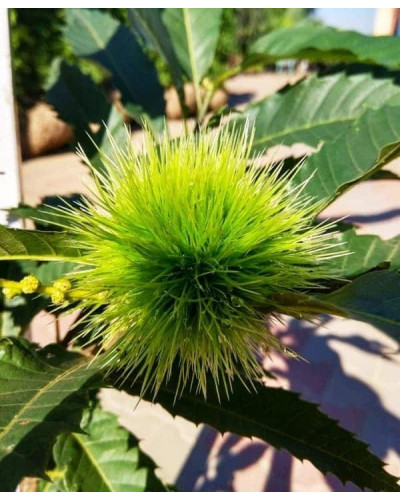 Каштан їстівний | Castanea sativa | Каштан посевной