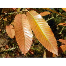 Каштан їстівний | Castanea sativa | Каштан посевной