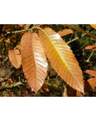 Каштан їстівний | Castanea sativa | Каштан посевной