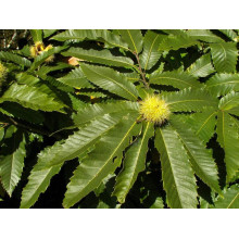 Каштан їстівний | Castanea sativa | Каштан посевной