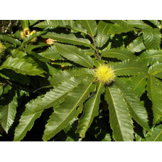 Каштан їстівний | Castanea sativa | Каштан посевной