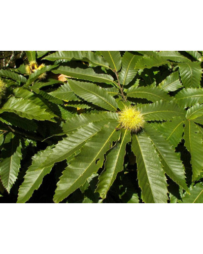 Каштан їстівний | Castanea sativa | Каштан посевной