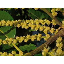 Каштан їстівний | Castanea sativa | Каштан посевной