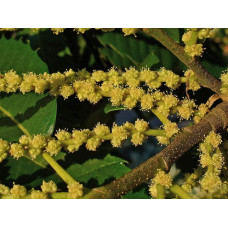 Каштан їстівний | Castanea sativa | Каштан посевной