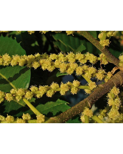 Каштан їстівний | Castanea sativa | Каштан посевной