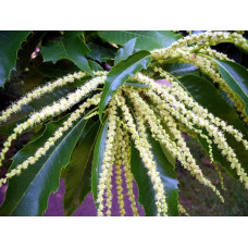 Каштан їстівний | Castanea sativa | Каштан посевной