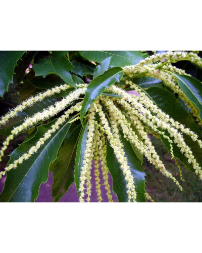 Каштан їстівний | Castanea sativa | Каштан посевной