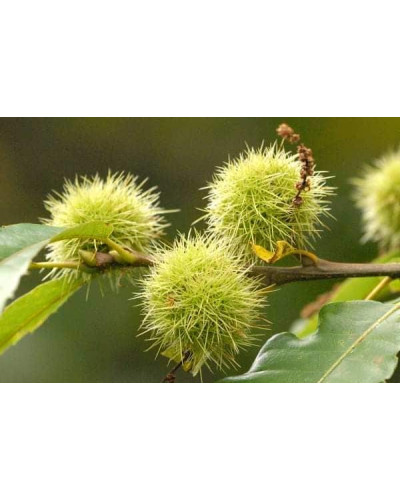 Каштан їстівний | Castanea sativa | Каштан посевной