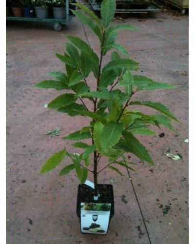 Каштан їстівний | Castanea sativa | Каштан посевной