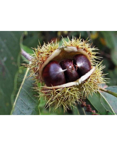 Каштан їстівний | Castanea sativa | Каштан посевной