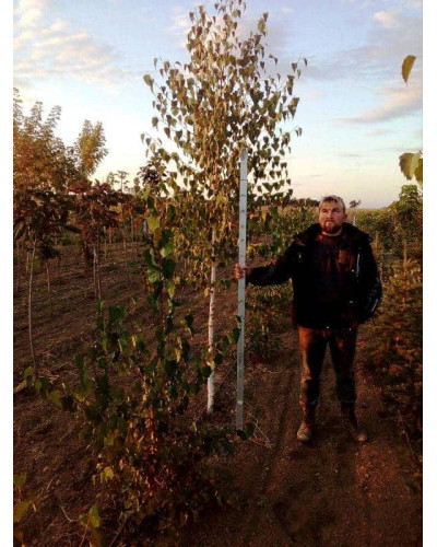 Береза бородавчата / плакуча / повисла | Береза бородавчатая / плакучая / повислая | Betula pendula