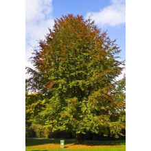 Бук лісовий | Fagus sylvatica | Бук лесной
