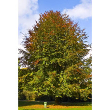 Бук лісовий | Fagus sylvatica | Бук лесной