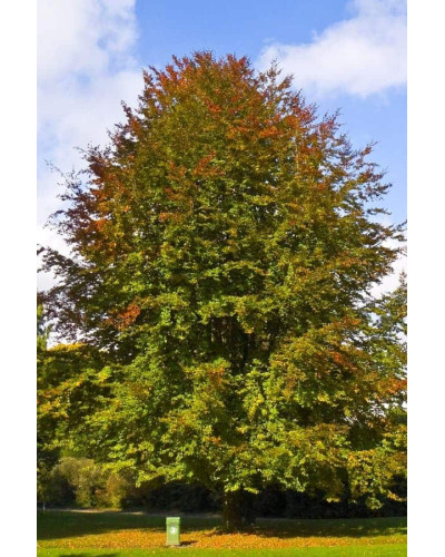 Бук лісовий | Fagus sylvatica | Бук лесной
