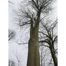 Бук лісовий | Fagus sylvatica | Бук лесной
