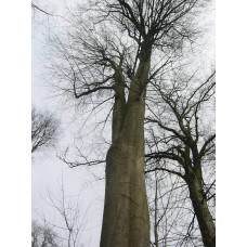 Бук лісовий | Fagus sylvatica | Бук лесной