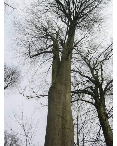 Бук лісовий | Fagus sylvatica | Бук лесной