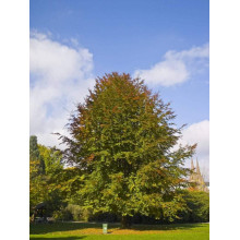 Бук лісовий | Fagus sylvatica | Бук лесной