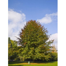 Бук лісовий | Fagus sylvatica | Бук лесной