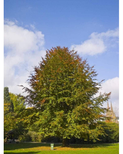 Бук лісовий | Fagus sylvatica | Бук лесной